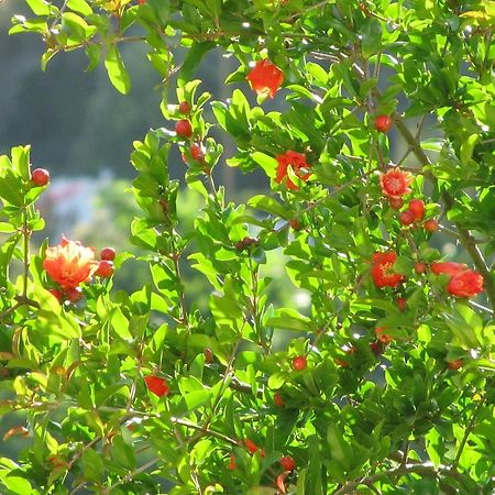 Appartamento Fiori di Arancio Città di Lipari Esterno foto