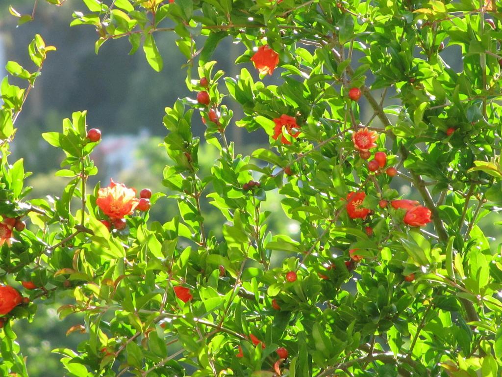 Appartamento Fiori di Arancio Città di Lipari Esterno foto